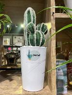 Plante décorative  Cactus artificie