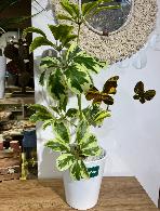 Plante décorative Schefflera artificielle panach�